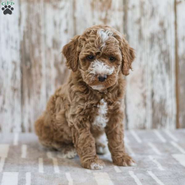 Hudson, Mini Labradoodle Puppy